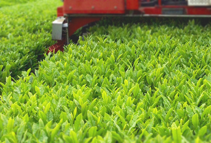 有機茶葉収穫風景